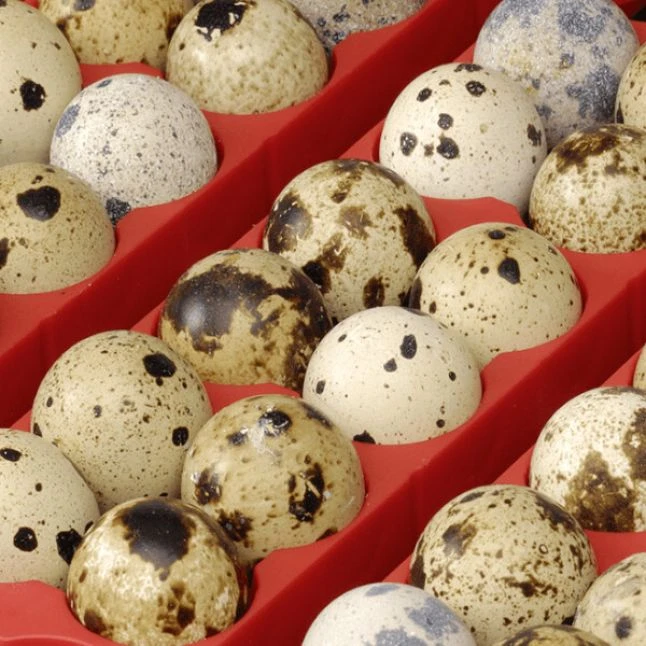 Couveuse Automatique Digitale Poule ET 49 Capacité 49 œufs - River Systems 5 Couveuse Automatique Digitale Poule ET 49 Capacité 49 œufs - River Systems – Image 5