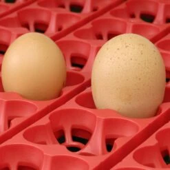 Couveuse Automatique Digitale Poule ET 24 Capacité 24 œufs - River Systems 11 Couveuse Automatique Digitale Poule ET 24 Capacité 24 œufs - River Systems -Chemin Des Poulaillers Boutique couveuse automatique digitale et river systems grille retournement automatique 1