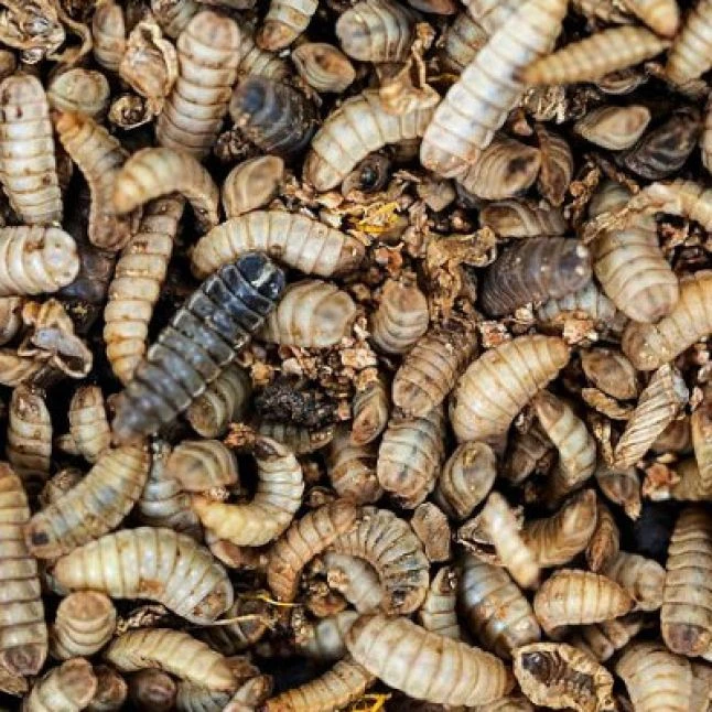 Larves De Mouche Soldat à Picorer Nature Pour Poules Doypack 500g - Prefor 2 Larves De Mouche Soldat à Picorer Nature Pour Poules Doypack 500g - Prefor – Image 2