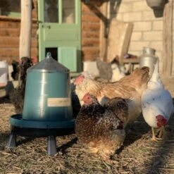 Gaun Mangeoire Poule à Pieds En Plastique Recyclé Eco 8Kg -Chemin Des Poulaillers Boutique mangeoire poule plastique recycl 8kg avec beaucoup de poules