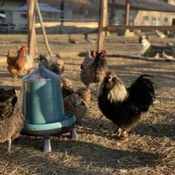 Gaun Mangeoire Poule à Pieds En Plastique Recyclé Eco 8Kg -Chemin Des Poulaillers Boutique mangeoire poule plastique recycl 8kg avec poules