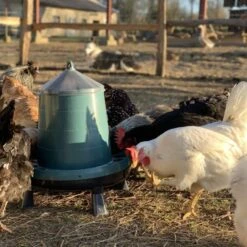 Gaun Mangeoire Poule à Pieds En Plastique Recyclé Eco 8Kg -Chemin Des Poulaillers Boutique mangeoire poule plastique recycl 8kg avec poules qui picorent