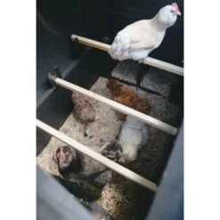 Poulailler Nestera Sur Roues Le Wagon Plastique Recyclé 8 à 15 Poules 14 Poulailler Nestera Sur Roues Le Wagon Plastique Recyclé 8 à 15 Poules -Chemin Des Poulaillers Boutique poulailler plastique le wagon 8 poules nestera vue interieur