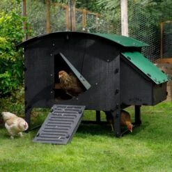 Poulailler Nestera Sur Pieds Taille L Plastique Recyclé 8 à 15 Poules -Chemin Des Poulaillers Boutique poulailler plastique recycle nestera l avec poules