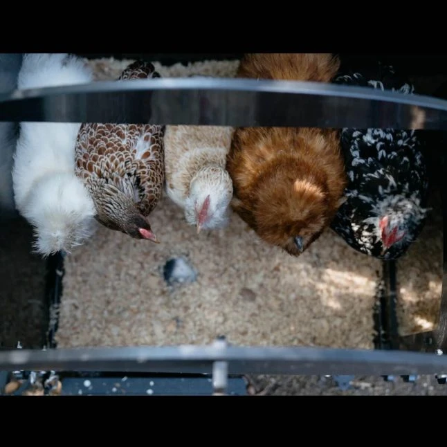 Poulailler Nestera Sur Pieds Taille S Plastique Recyclé 3 à 5 Poules 6 Poulailler Nestera Sur Pieds Taille S Plastique Recyclé 3 à 5 Poules – Image 6