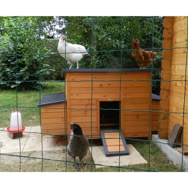Poulailler Sussex XL Toit Shingle Noir Ouvrant 6 à 10 Poules Bois FSC 5 Poulailler Sussex XL Toit Shingle Noir Ouvrant 6 à 10 Poules Bois FSC – Image 5